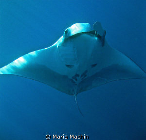 Glorious Manta, Koh Bon by Maria Machin 
